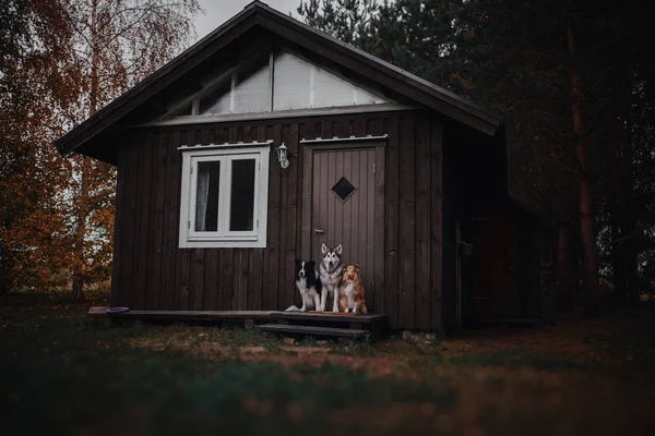 Three Dogs Sit Doorstep — Stock Photo, Image