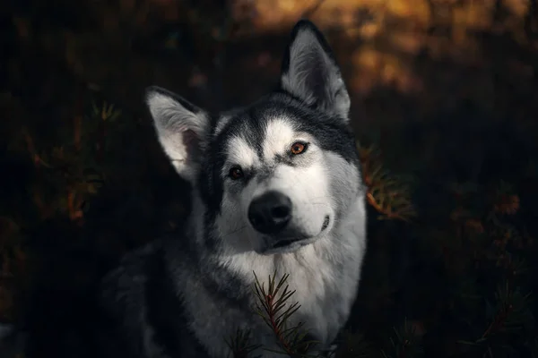 Kutya Alaszka Malamute Portréja — Stock Fotó