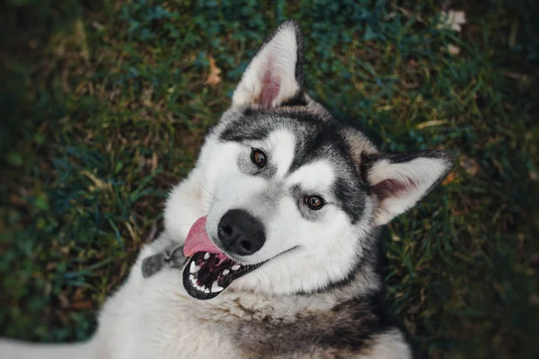 Портрет Собаки Аляскинского Маламута — стоковое фото