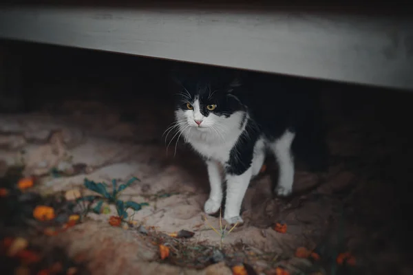 家の下に隠れた黒と白猫 — ストック写真