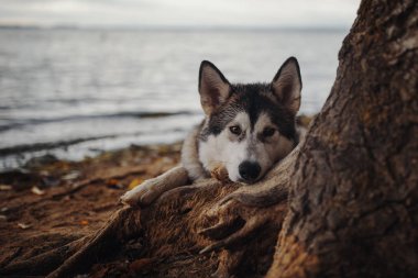 Köpek Alaskan Malamute portresi