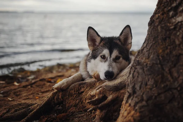 Porträtt Hund Alaskan Malamute — Stockfoto