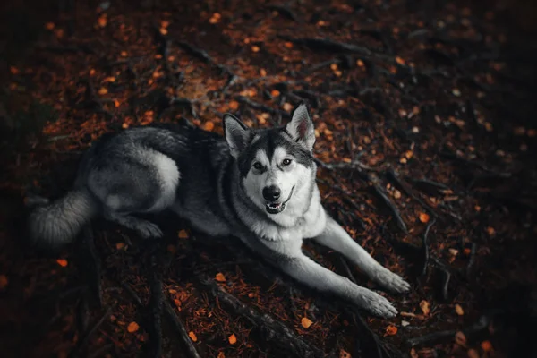 Portret Pies Alaskan Malamute — Zdjęcie stockowe