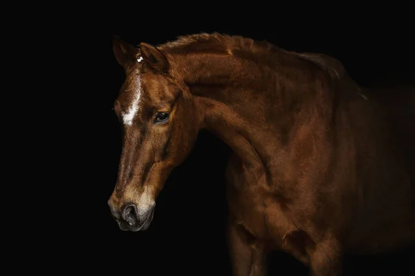 Portrét Trakehner Koně Černém Pozadí — Stock fotografie