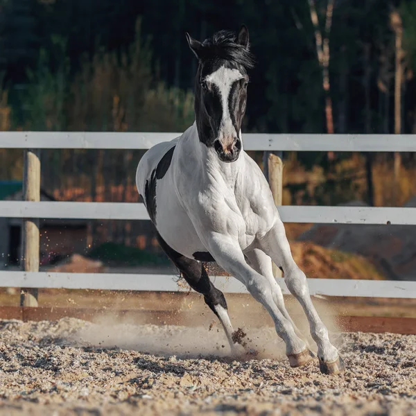 Zwart Wit Pinto Paard — Stockfoto