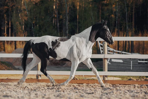 Svart Och Vit Pinto Häst — Stockfoto