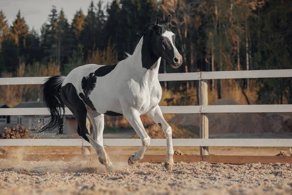 Cavallo Pinto Bianco Nero Foto Stock Royalty Free