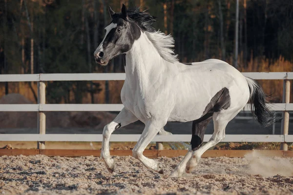 黒と白のピント馬 — ストック写真