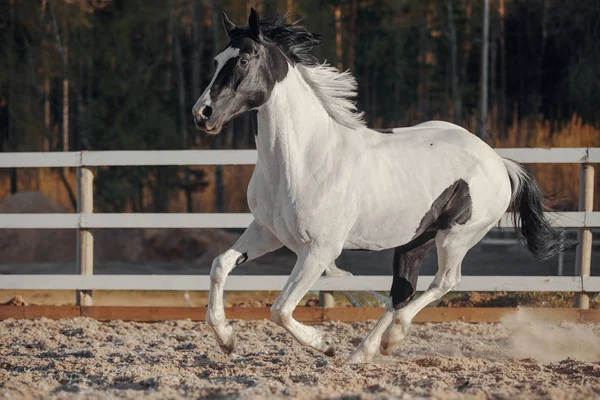 Cavallo Pinto Bianco Nero Foto Stock
