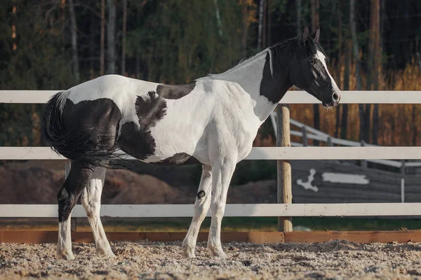 Cavallo Pinto Bianco Nero Foto Stock