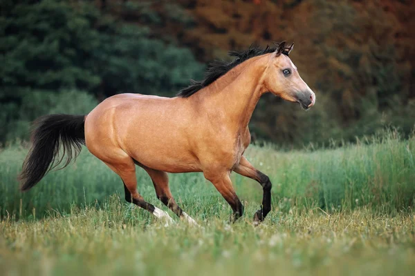 Cavallo Color Crema Che Corre Attraverso Pascolo — Foto Stock