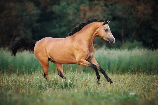 Cavallo Color Crema Che Corre Attraverso Pascolo — Foto Stock