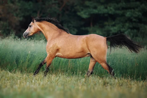 Koń Kolorze Kremowym Biegną Przez Pastwisko — Zdjęcie stockowe