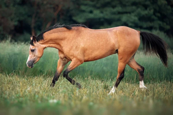 Crèmekleurig Paard Dat Door Weide Loopt — Stockfoto