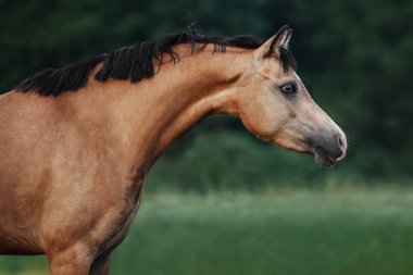 Krem renkli bir atın portresi