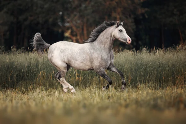 Caballo Gris Corriendo Por Pasto —  Fotos de Stock