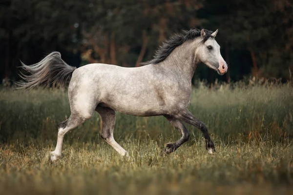 Cheval Gris Courant Travers Pâturage — Photo