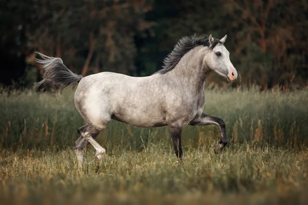 Szary Koń Biegną Przez Pastwisko — Zdjęcie stockowe