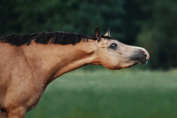 Ritratto Cavallo Color Crema Immagine Stock