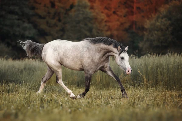 Çayırda koşan gri at