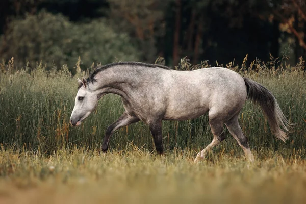 Cavallo Grigio Che Corre Attraverso Pascolo — Foto Stock