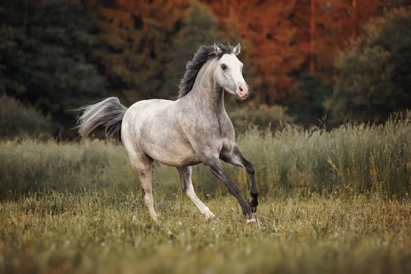 Caballo Gris Corriendo Por Pasto —  Fotos de Stock