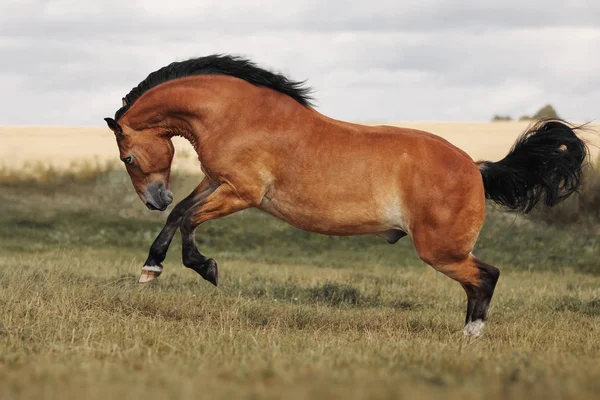 Cheval Rouge Jouant Sur Champ Herbe — Photo