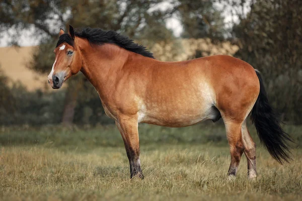 Cavalo Vermelho Jogando Campo Grama — Fotografia de Stock