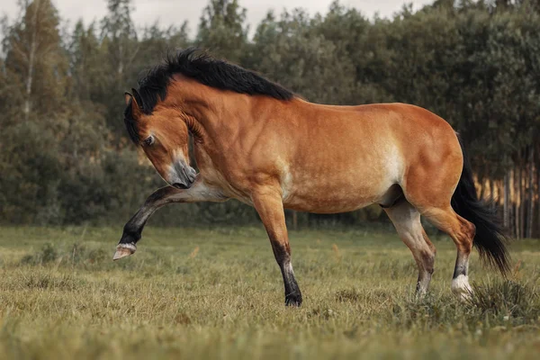 Cavallo Rosso Che Gioca Sul Campo Erba Immagine Stock