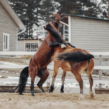 İki aygır çalıyor.