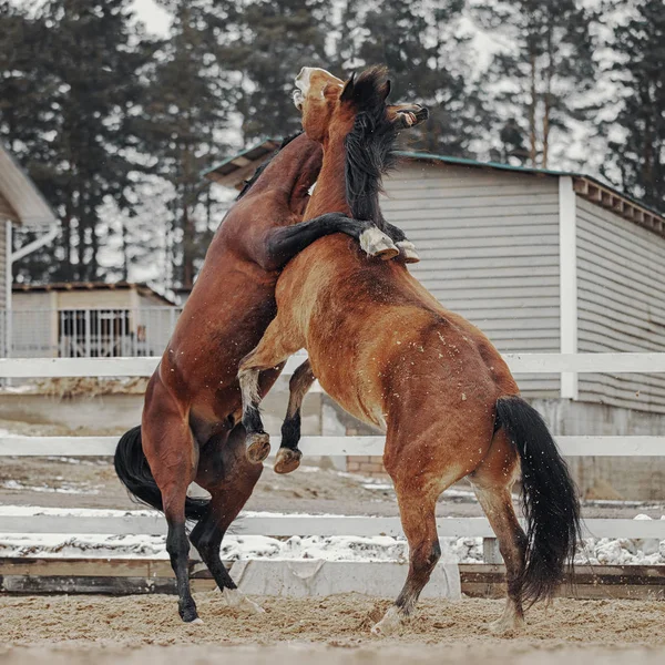 Två Hingstar Spelar — Stockfoto