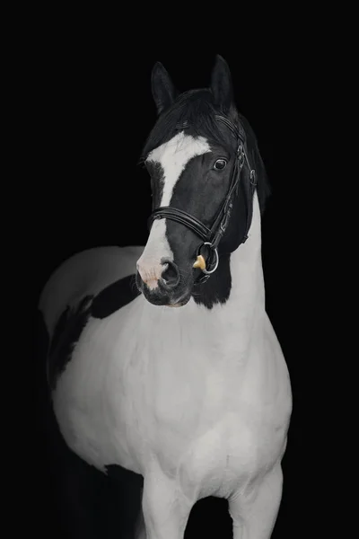 Retrato Caballo Pinto Sobre Fondo Negro — Foto de Stock