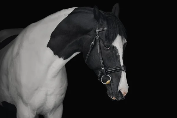 Portret Van Een Pinto Paard Een Zwarte Achtergrond — Stockfoto