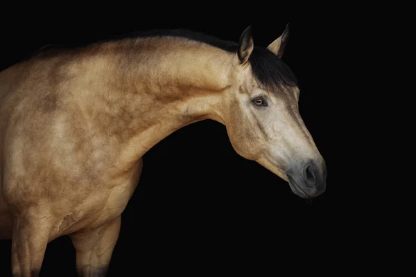 Portret Van Een Crèmekleurig Paard Een Zwarte Achtergrond — Stockfoto