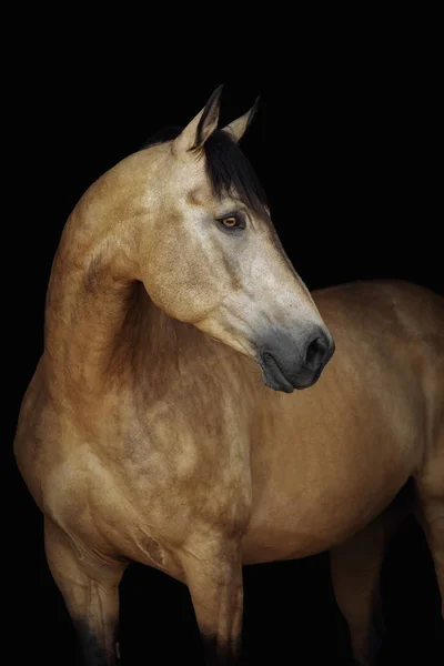 Portret Van Een Crèmekleurig Paard Een Zwarte Achtergrond — Stockfoto