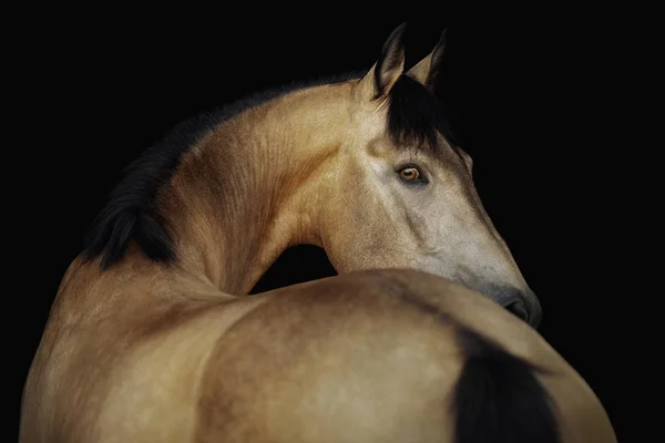 Portret Van Een Crèmekleurig Paard Een Zwarte Achtergrond — Stockfoto