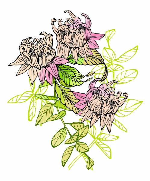 Composición Floral Ilustración Flor Rosa Obras Arte Botánico Ilustración Dibujada — Foto de Stock
