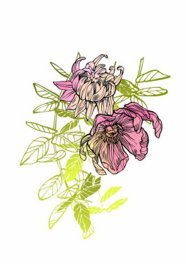 Çiçek illüstrasyon. Botanik atrwork. Çiçek çizilen illüstrasyon el.