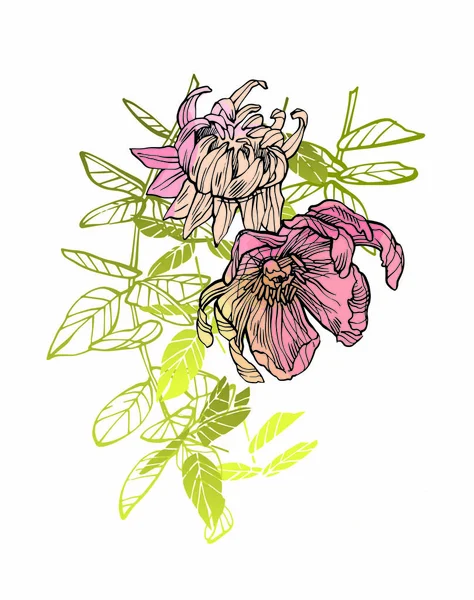 Ilustração Floral Uma Atracção Botânica Ilustração Desenhada Mão Flores — Fotografia de Stock