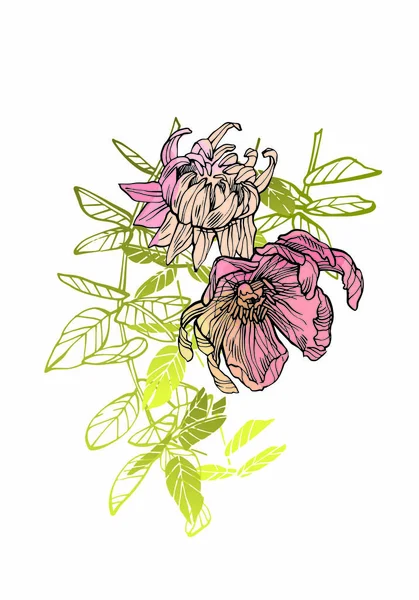 Virágos Illusztráció Botanikus Atrwork Kézzel Rajzolt Ábra Virágok — Stock Fotó
