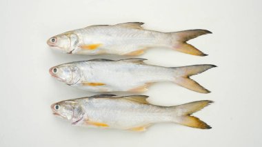 Sarı Karga Balığı, Ikan Ekor Kuning, beyaz grupta izole edilmiş.