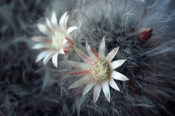 Horisontella skott av blommande fluffiga kaktus med två vita blommor. — Stockfoto