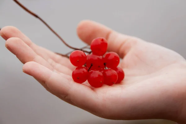 Zweig von rotem Viburnum liegt auf der Hand der Kinder. — Stockfoto