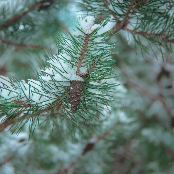 Der erste Schnee auf einem grünen Kiefernzweig. Winterrahmen. — Stockfoto