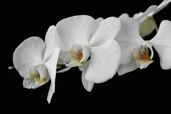 Oddział Biała orchidea na białym tle na czarnym tle. — Zdjęcie stockowe