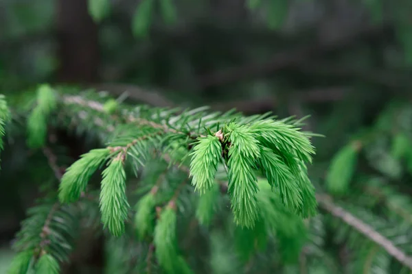 Vuren tak met jonge spruiten sluiten - omhoog op een groene achtergrond. — Stockfoto