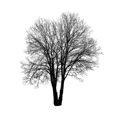 Kare çekim ağacının yaprakları beyaz arka plan üzerinde izole olmadan. Yalıtılmış nesne.