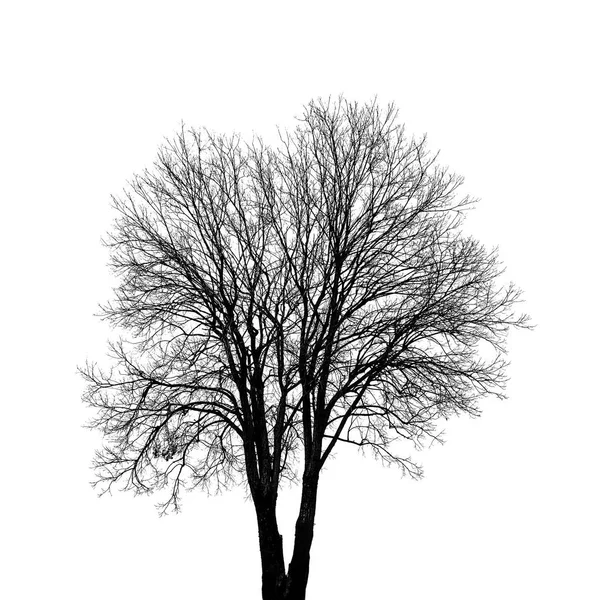 Fyrkantig Skott Träd Utan Löv Isolerad Vit Bakgrund Isolerade Objekt — Stockfoto
