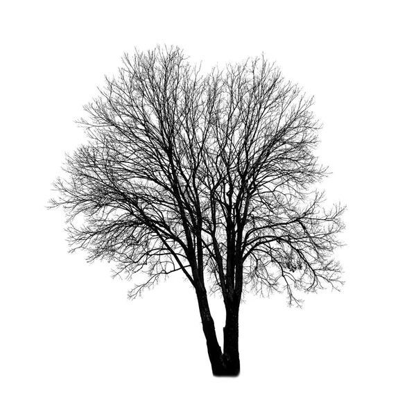 在白色背景上隔绝的无叶子的切碎树的方形射击 — 图库照片