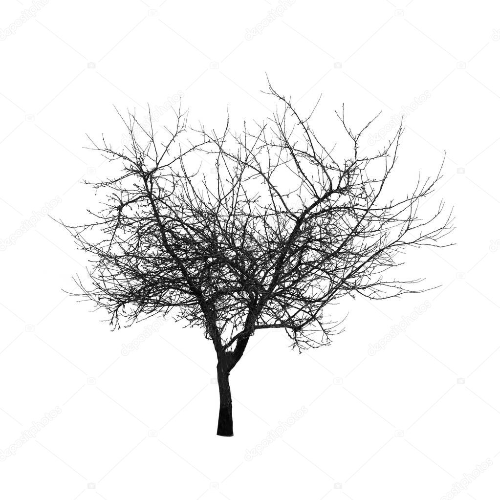 Square shot of tree without leaves isolated on white background.